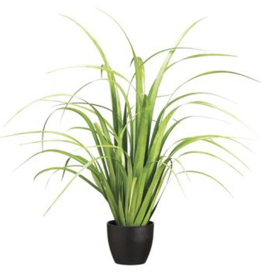 33" Reed Grass in Pot