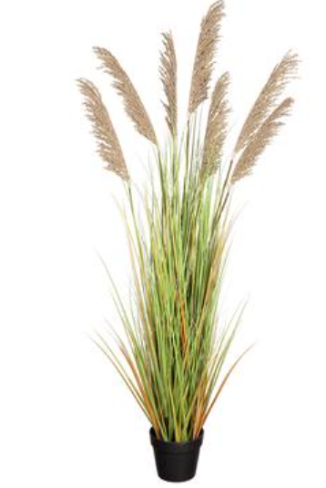 59" Pampas Grass in Plastic Pot