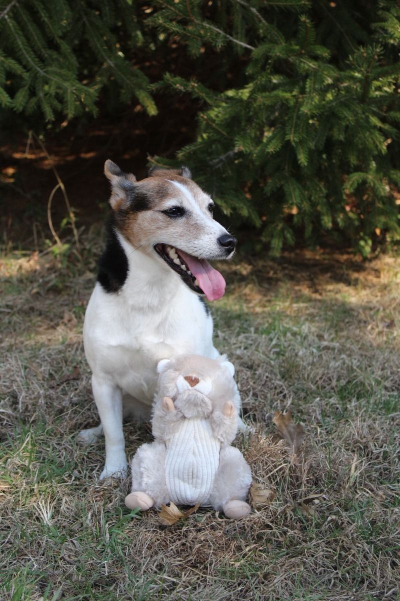 Plush Squirrel Twitchy Tail Toy